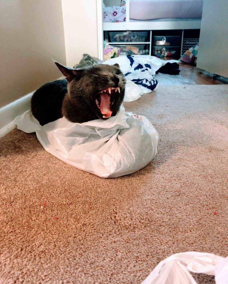 reddit.com/jessdistressed